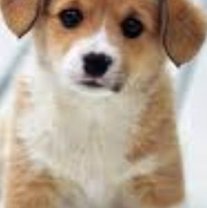 Meet your Posher, Mirabel